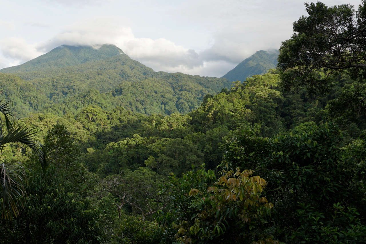 Solomon Islands Rainforests | One Earth